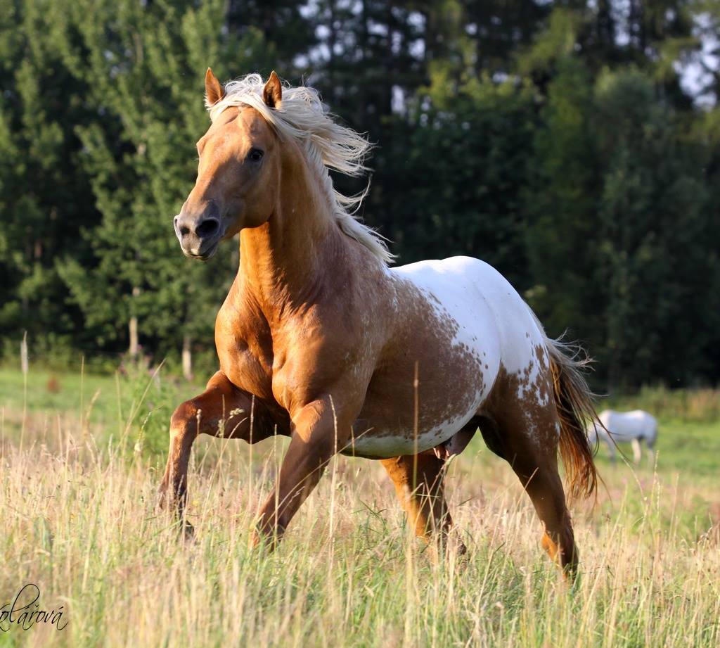 Indignation - Palomino Blanket Appaloosa Stallion